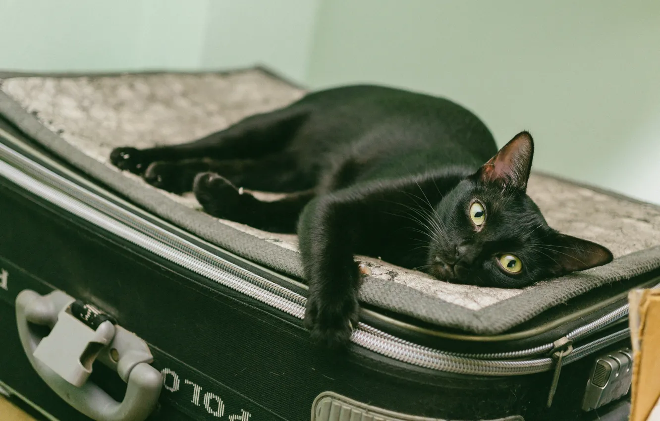 Photo wallpaper cat, cat, look, pose, background, black, lies, suitcase