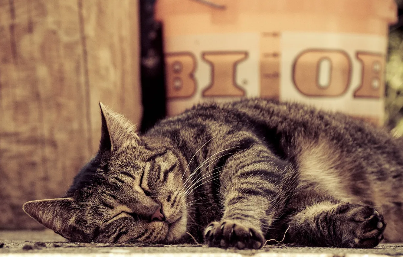 Photo wallpaper cat, cat, paws, sleeping, lies, striped