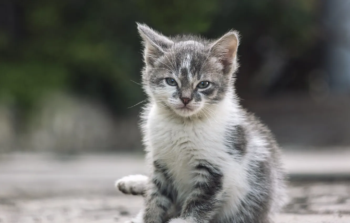 Photo wallpaper eyes, baby, kitty