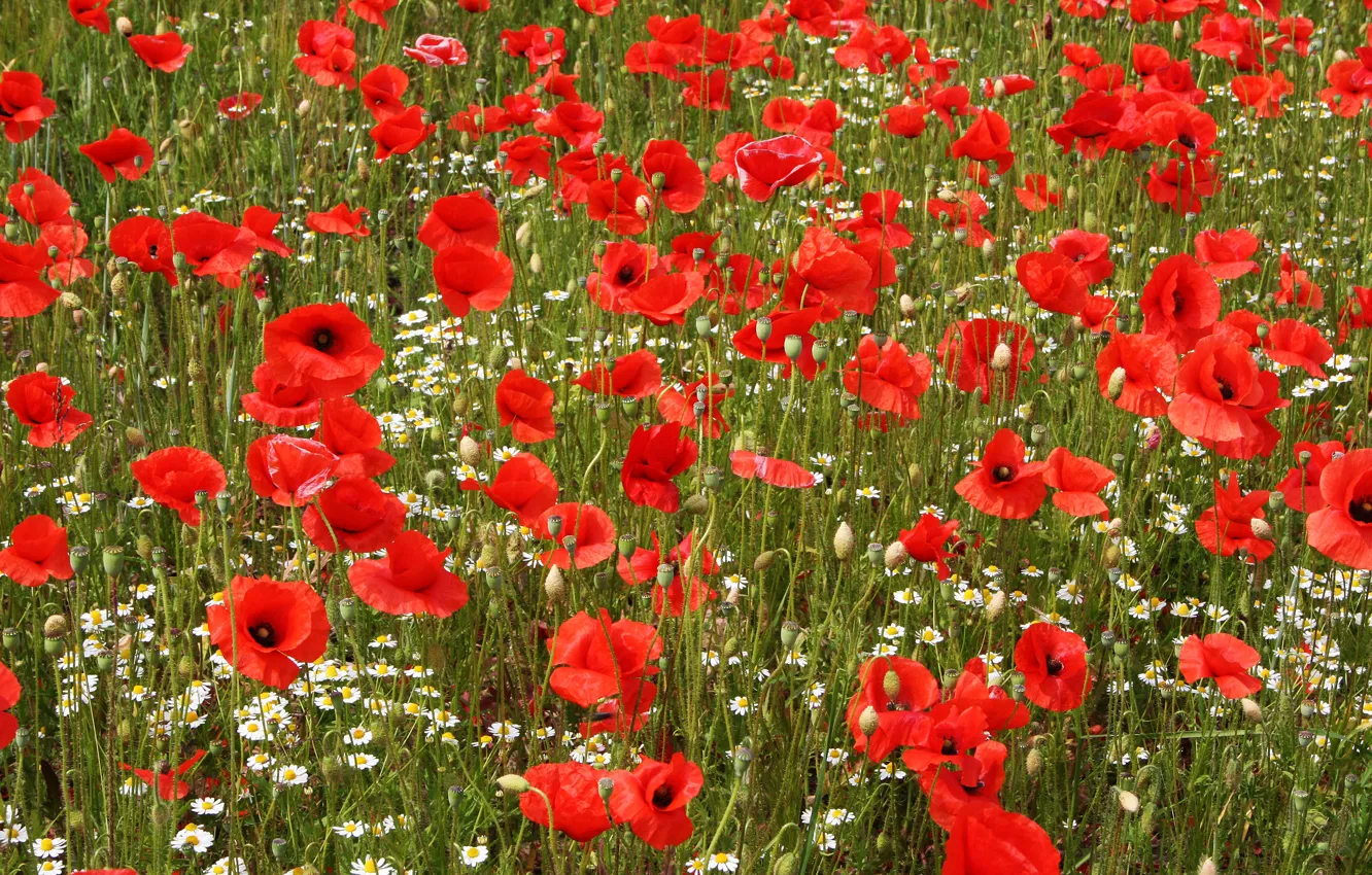 Photo wallpaper field, summer, flowers, red, Maki, chamomile
