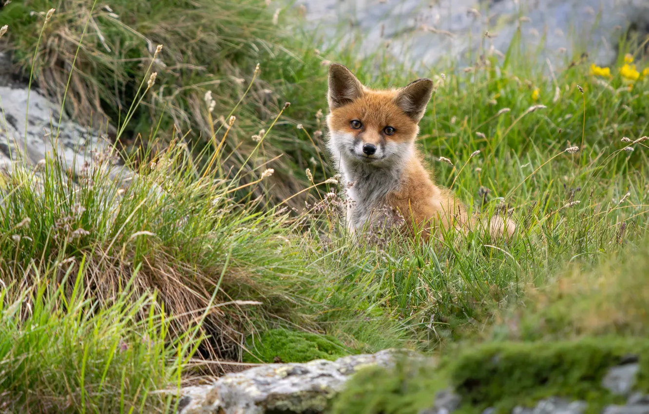 Photo wallpaper grass, Fox, face, Fox