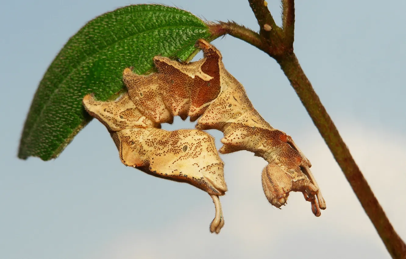 Photo wallpaper macro, caterpillar, leaf