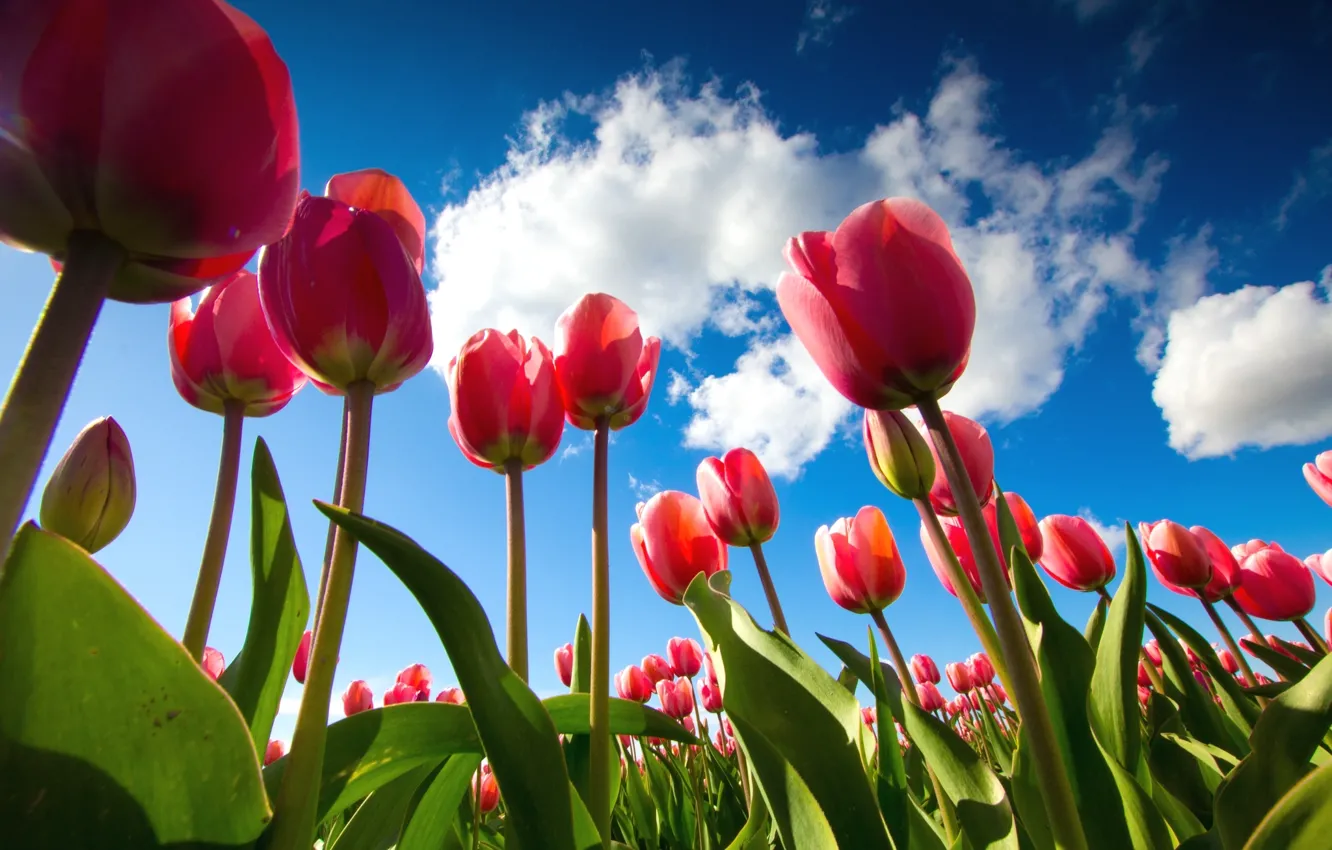 Photo wallpaper the sky, tulips, view
