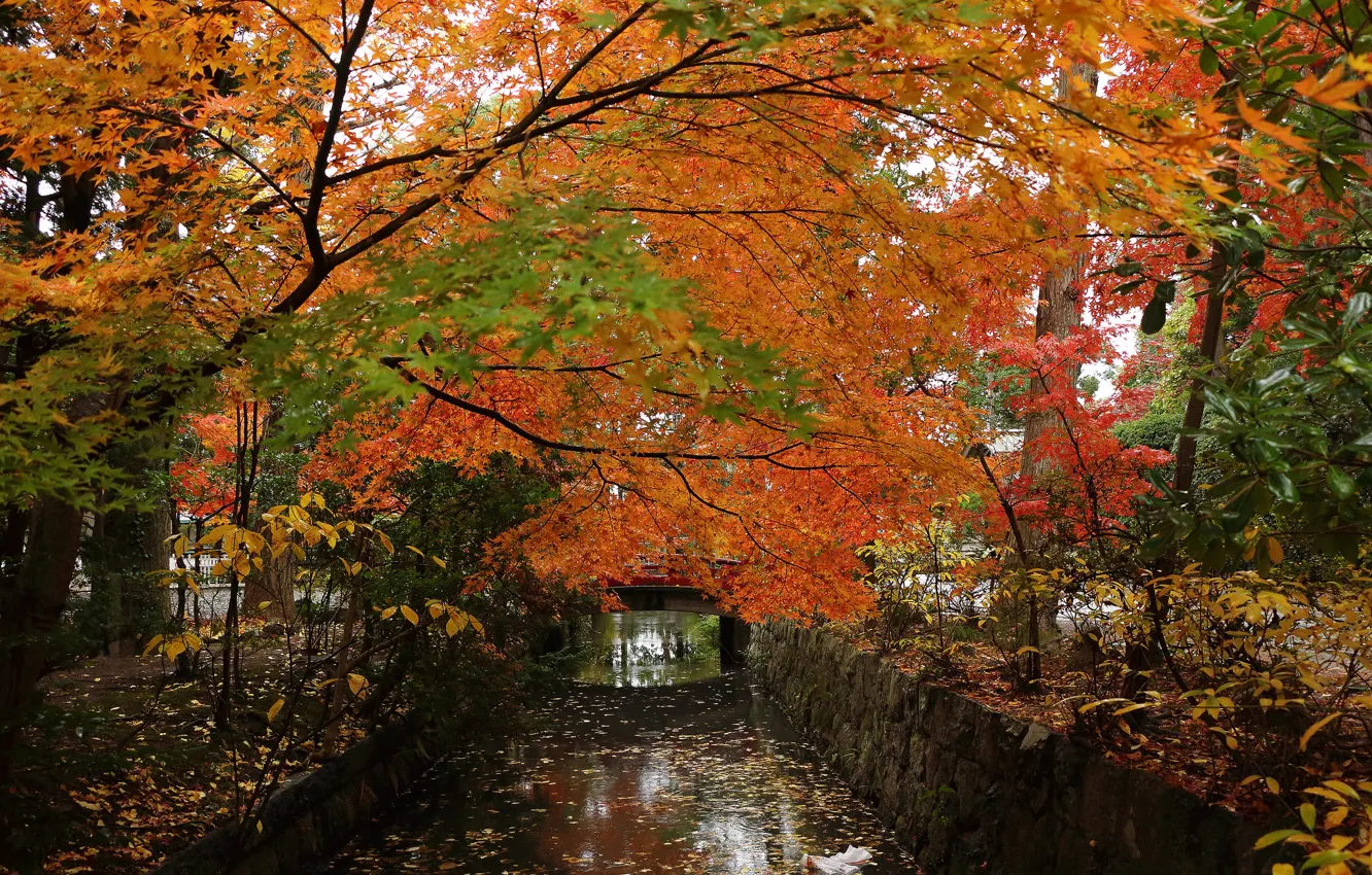 Photo wallpaper autumn, trees, bridge, Park, channel