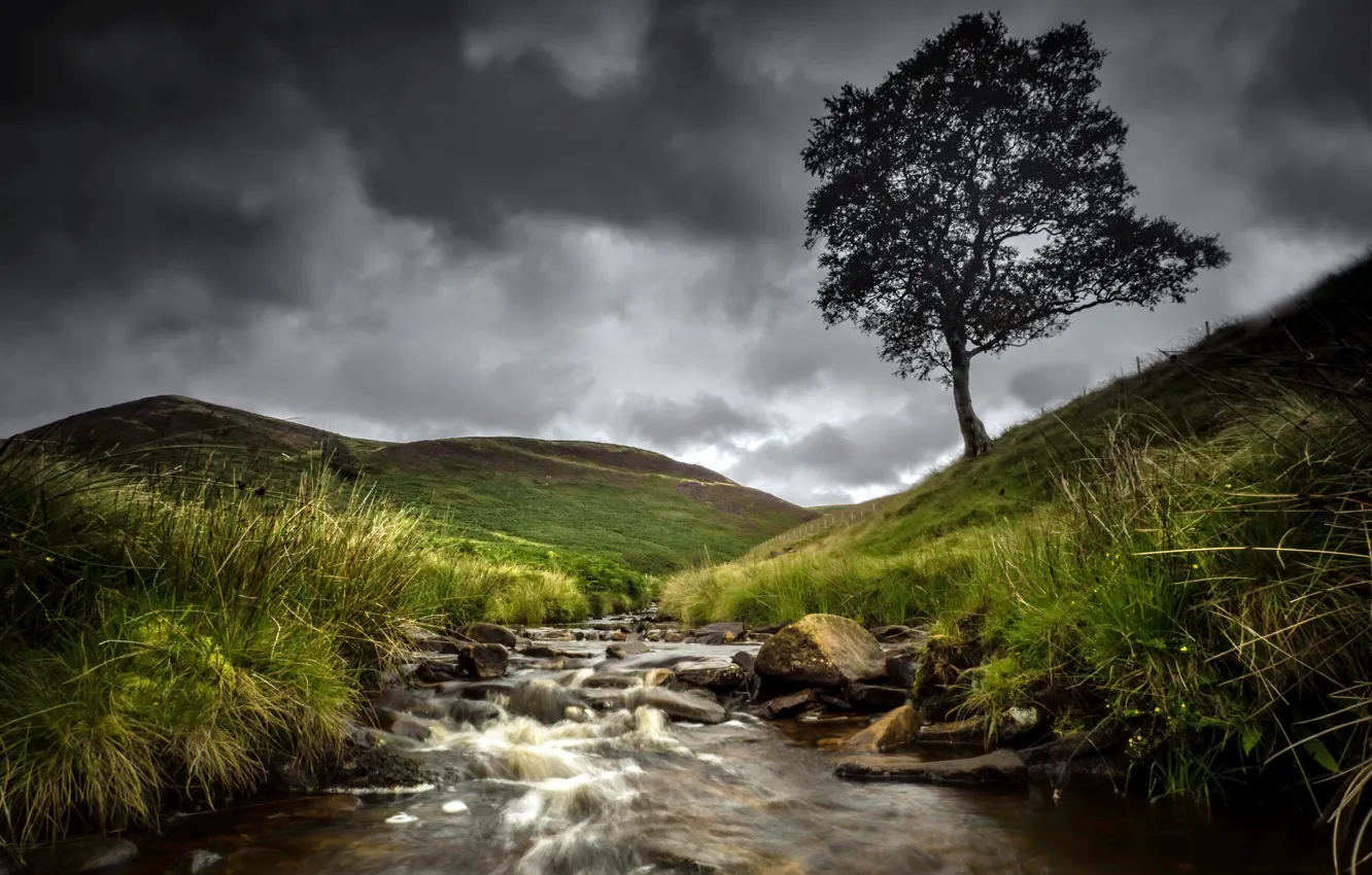 Photo wallpaper the sky, river, tree