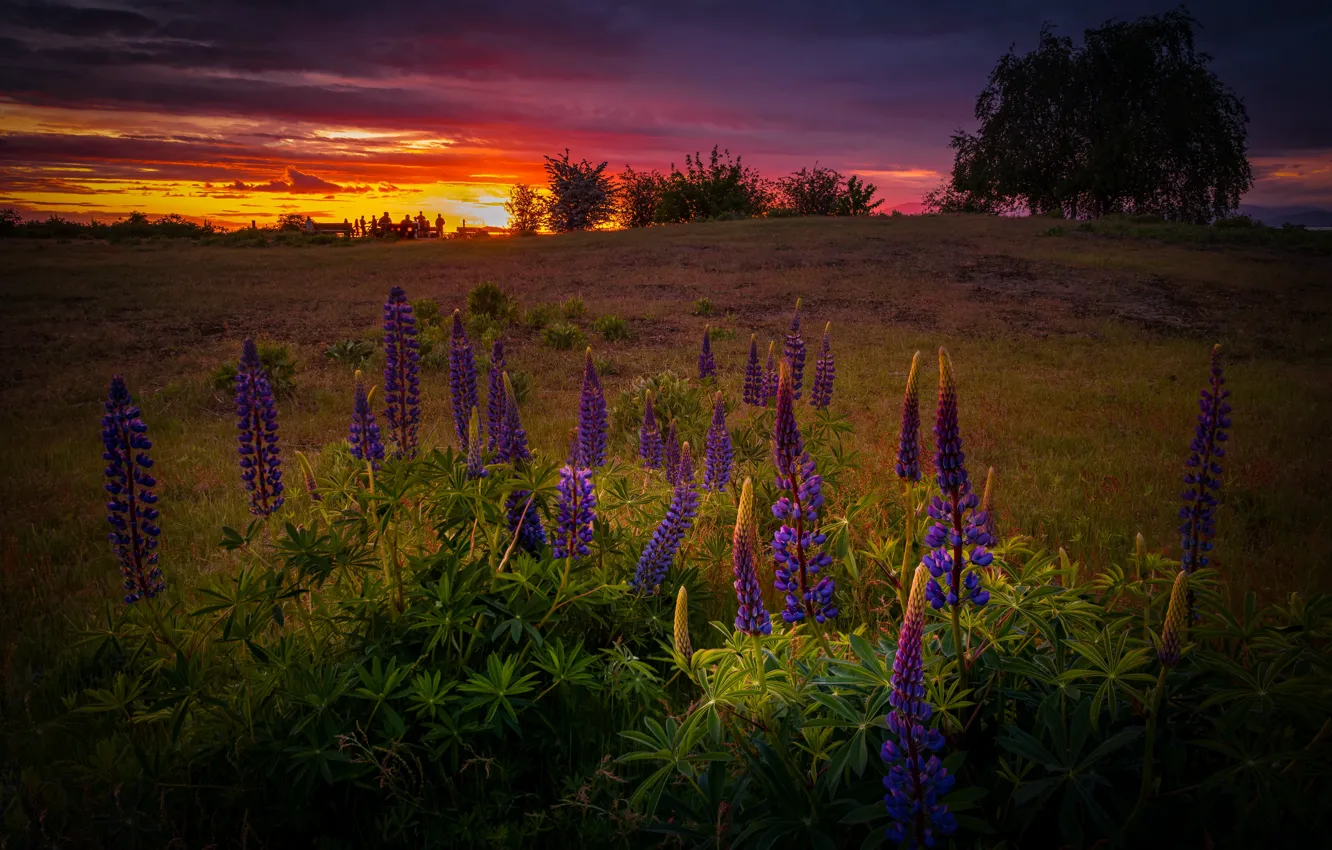 Photo wallpaper field, summer, sunset, flowers, the evening, lupins