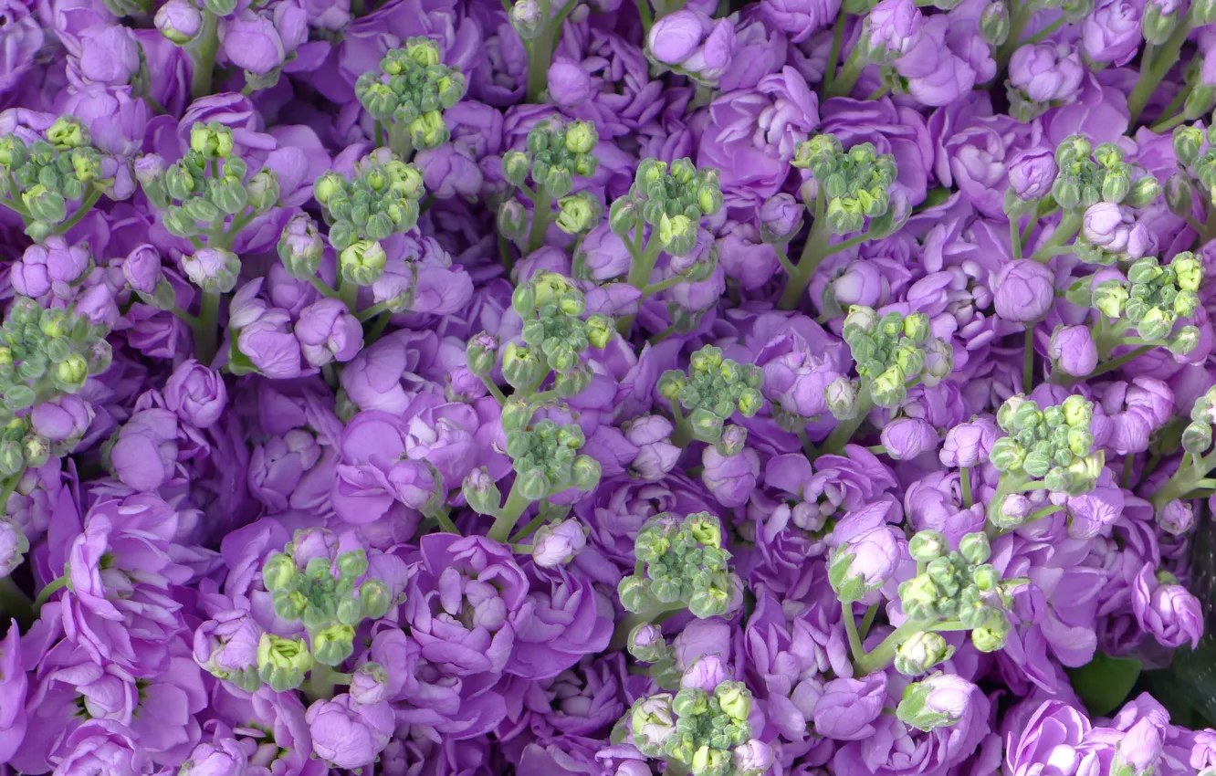 Photo wallpaper purple, flowers, buds, Mattiola