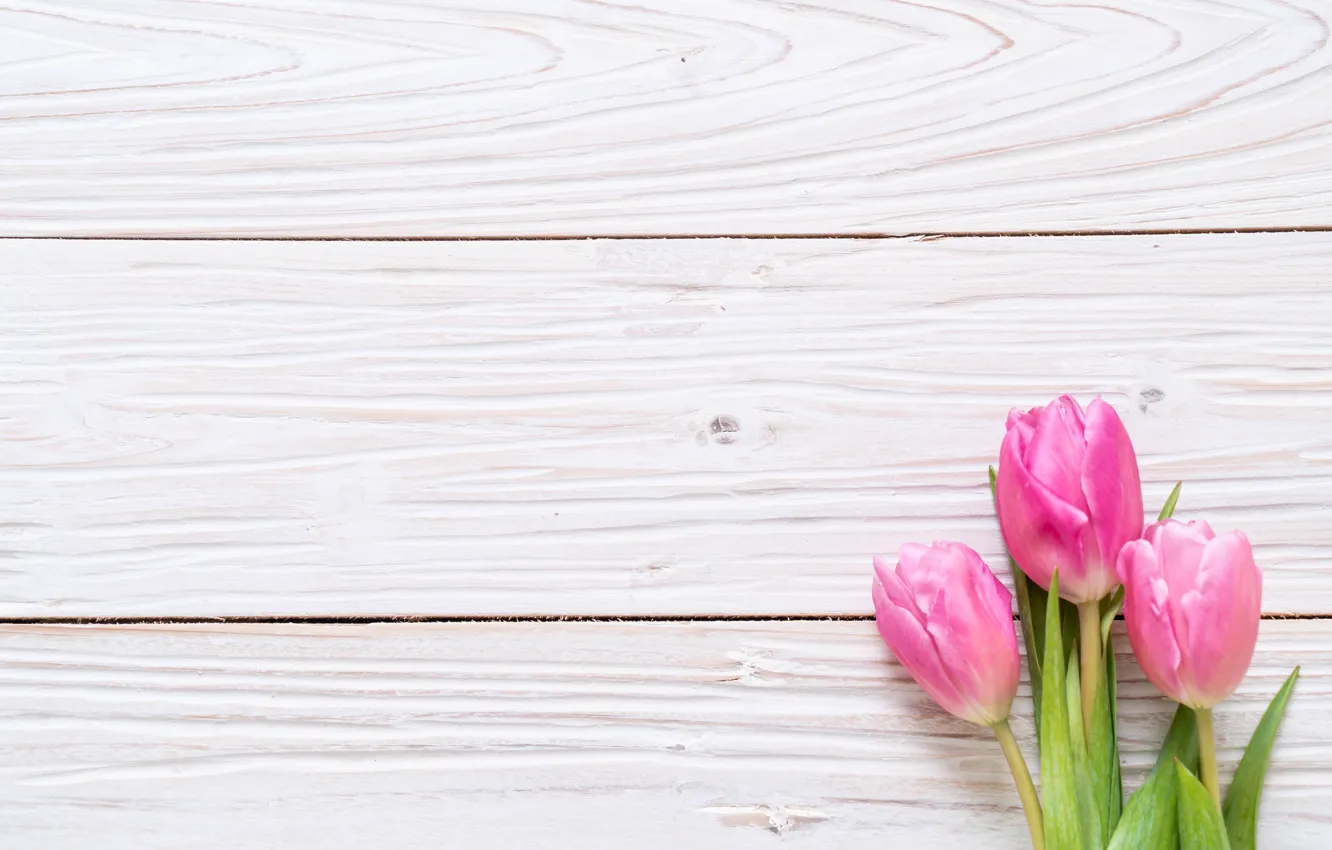 Photo wallpaper flowers, tulips, pink, fresh, wood, pink, flowers, tulips