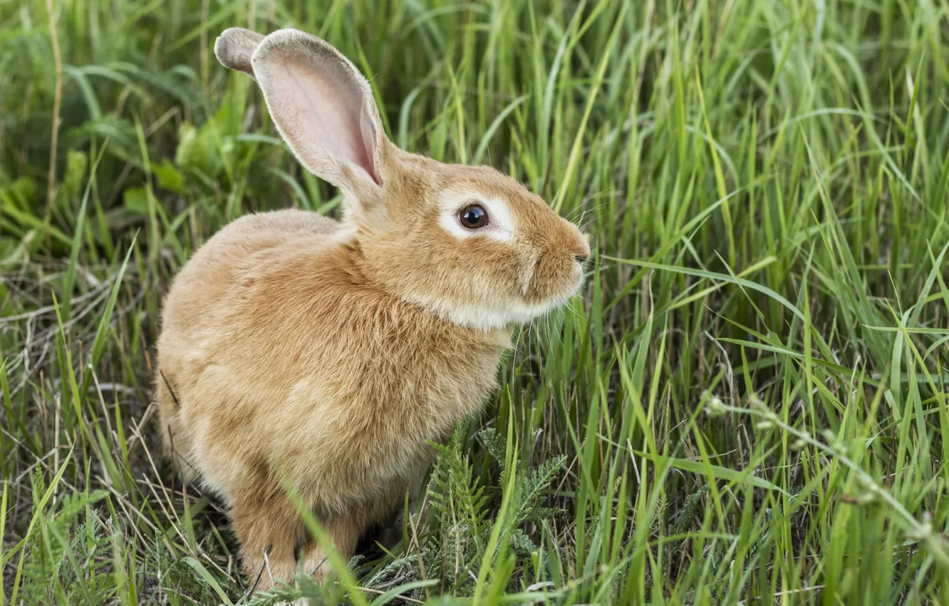 Photo wallpaper grass, hare, rabbit, red