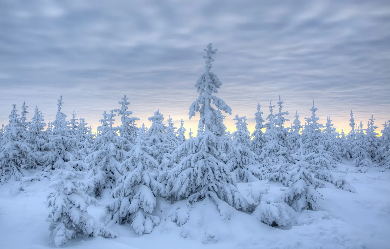 Photo wallpaper winter, snow, trees, spruce