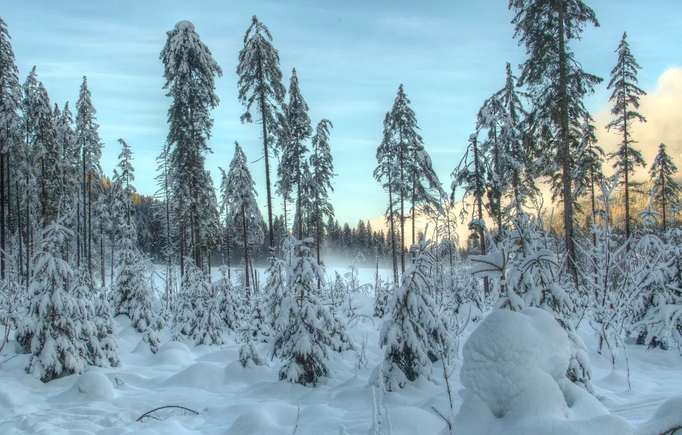 Photo wallpaper winter, forest, the sky, snow, trees, the snow