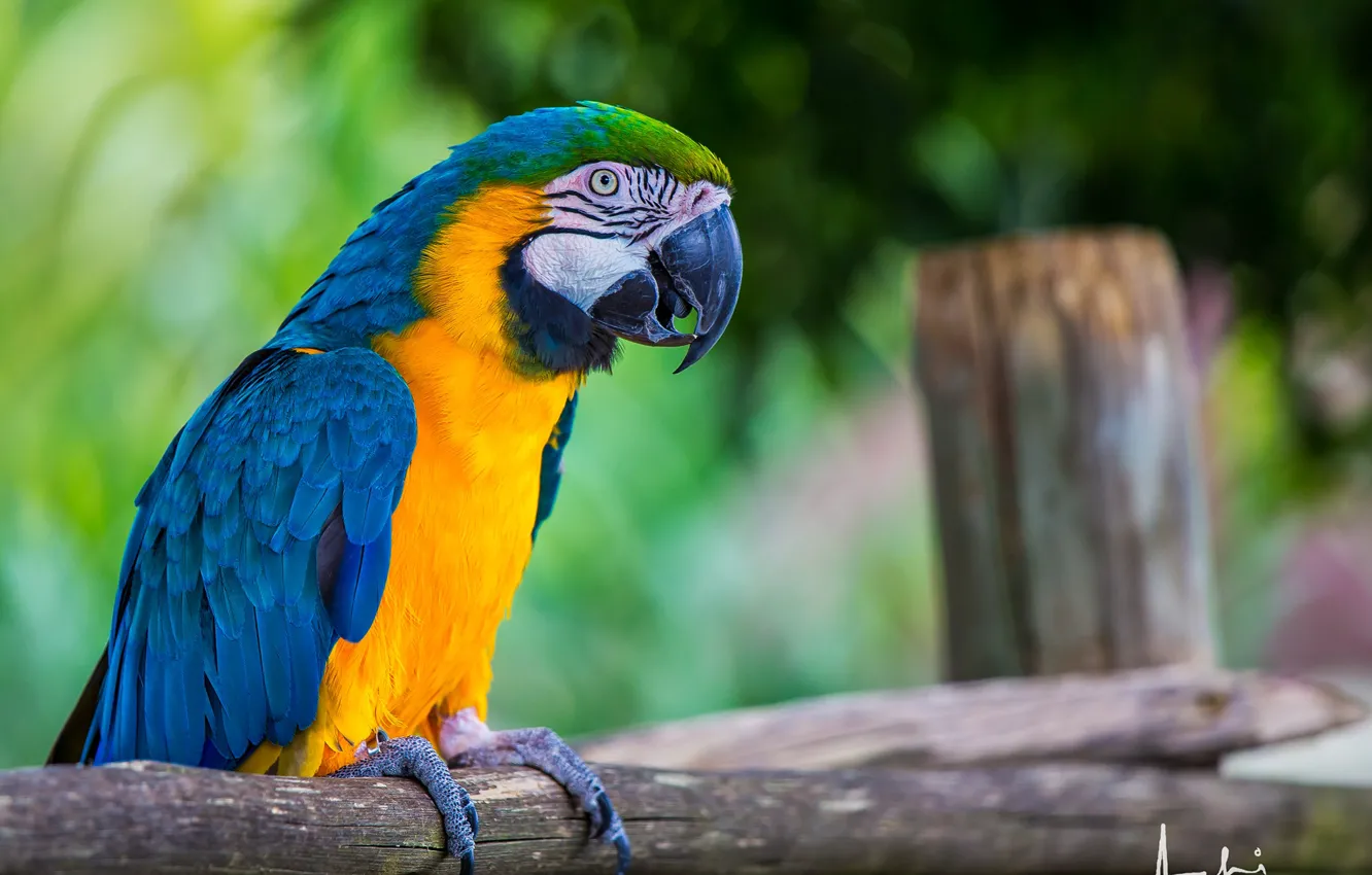 Photo wallpaper bird, feathers, beak, parrot, colorful, bokeh, Ara, fence