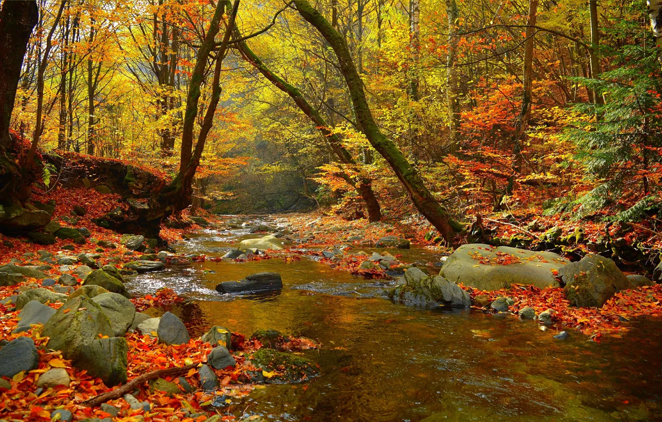 Photo wallpaper Autumn, Trees, Forest, Stones, Fall, Foliage, River, Autumn