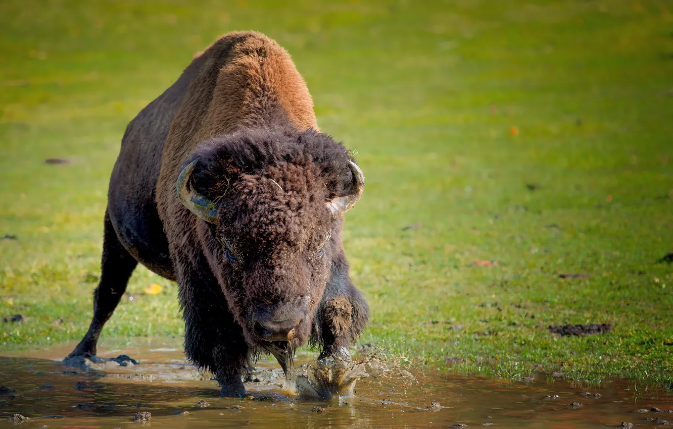 Photo wallpaper nature, background, Buffalo