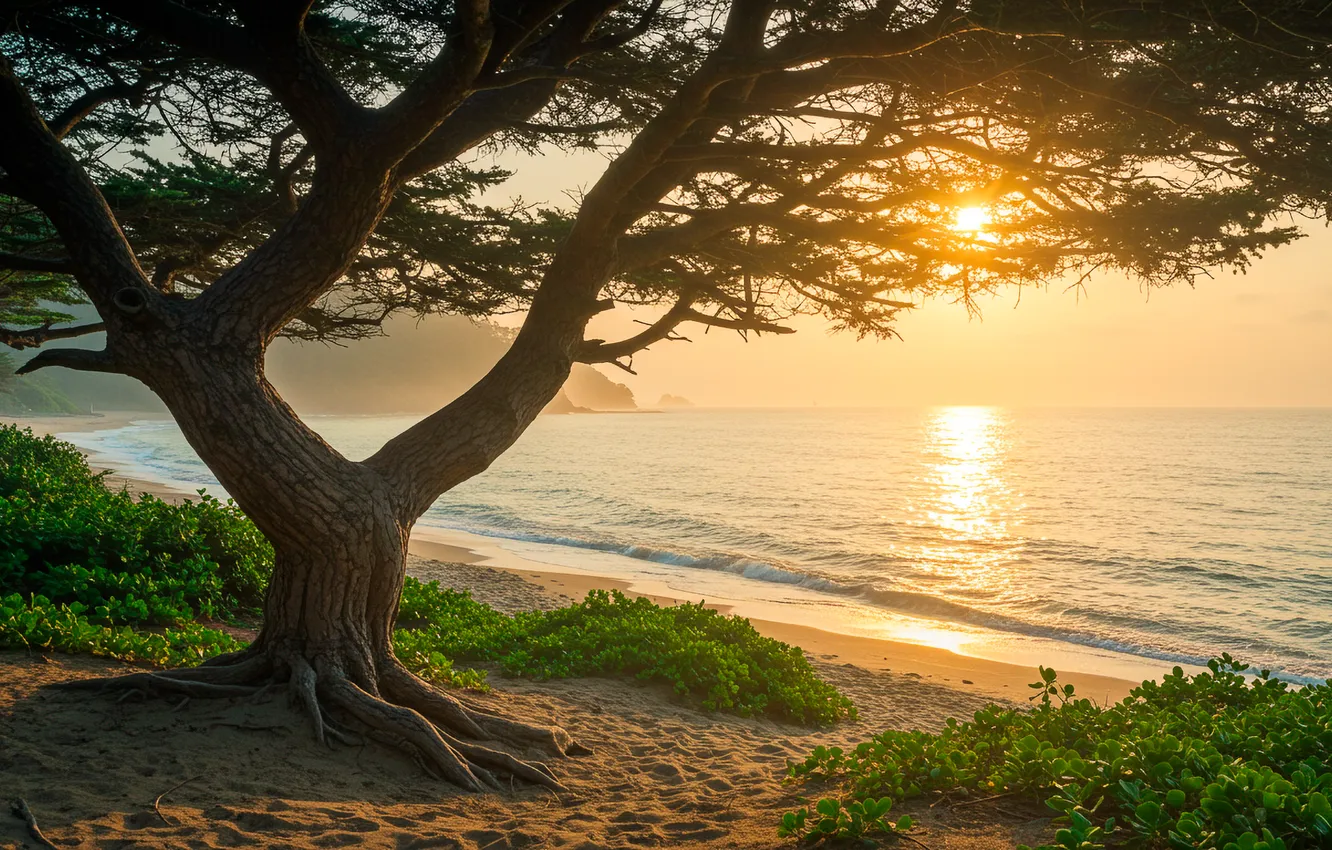 Photo wallpaper water, trees, sunset, shore, wallpaper, sunset, water, tree