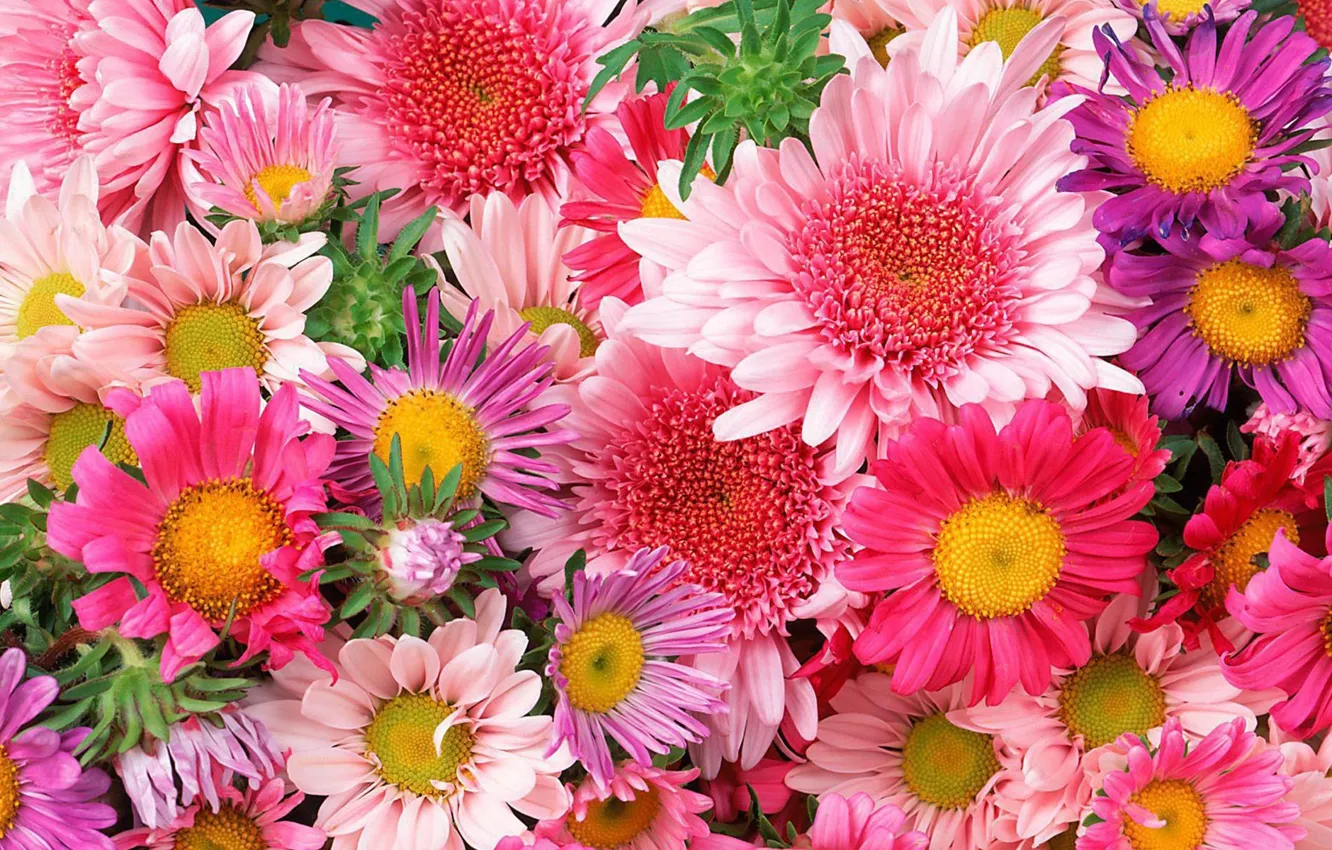 Photo wallpaper flowers, beautiful, bright, flowers, a lot, colorful