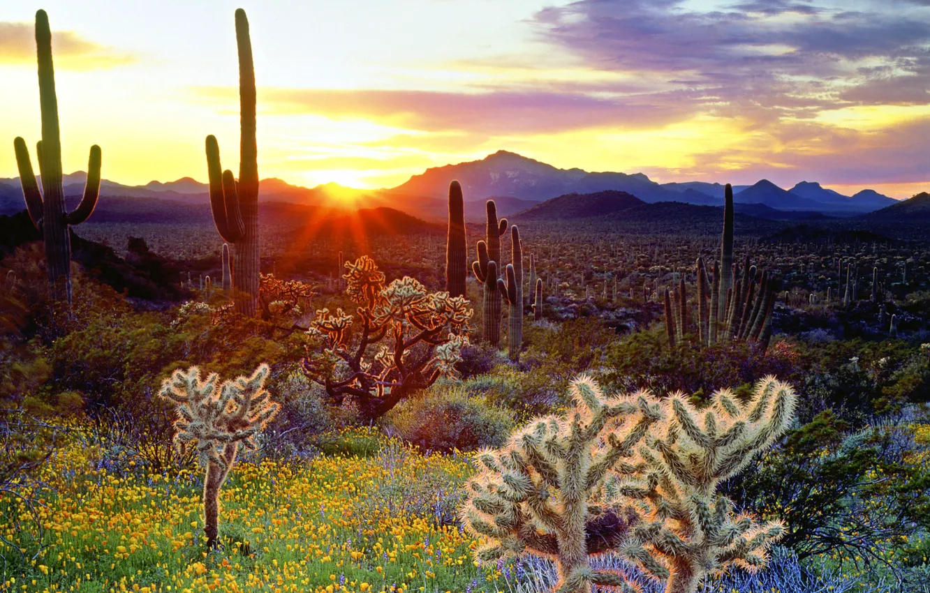 Photo wallpaper Flowers, The sun, The sky, Mountains, Sunrise, Rays, Cacti