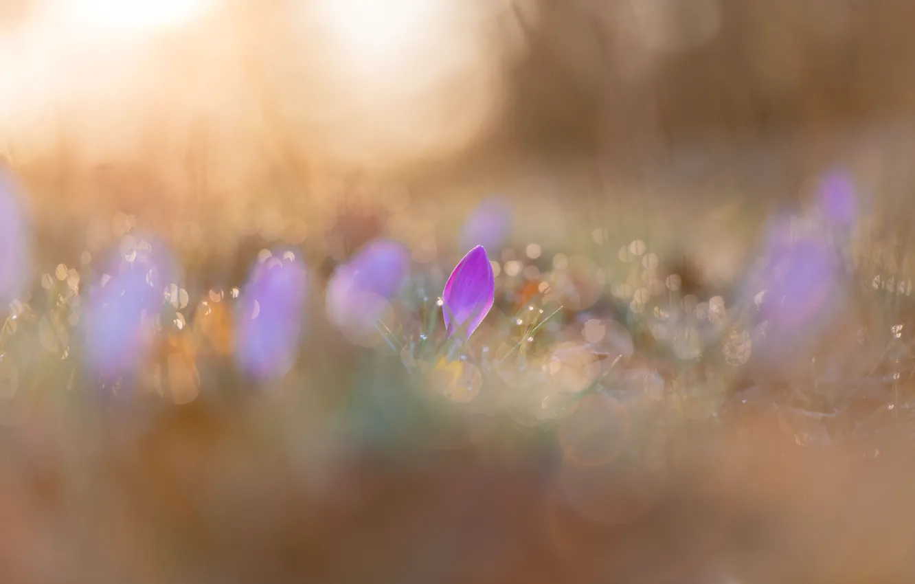 Photo wallpaper drops, light, flowers, Rosa, glade, spring, crocuses, pink