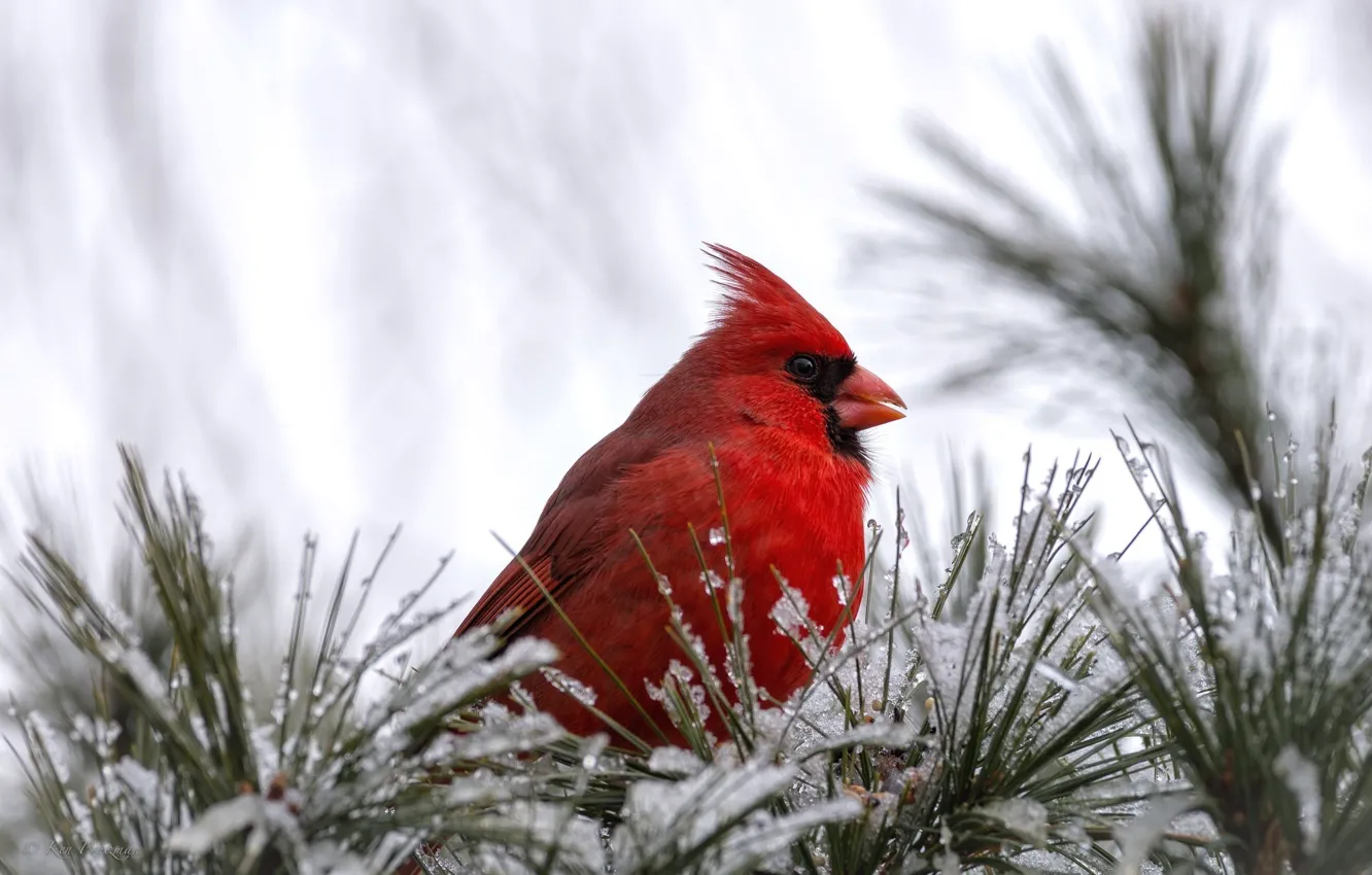 Photo wallpaper snow, red, bird, bird, cardinal