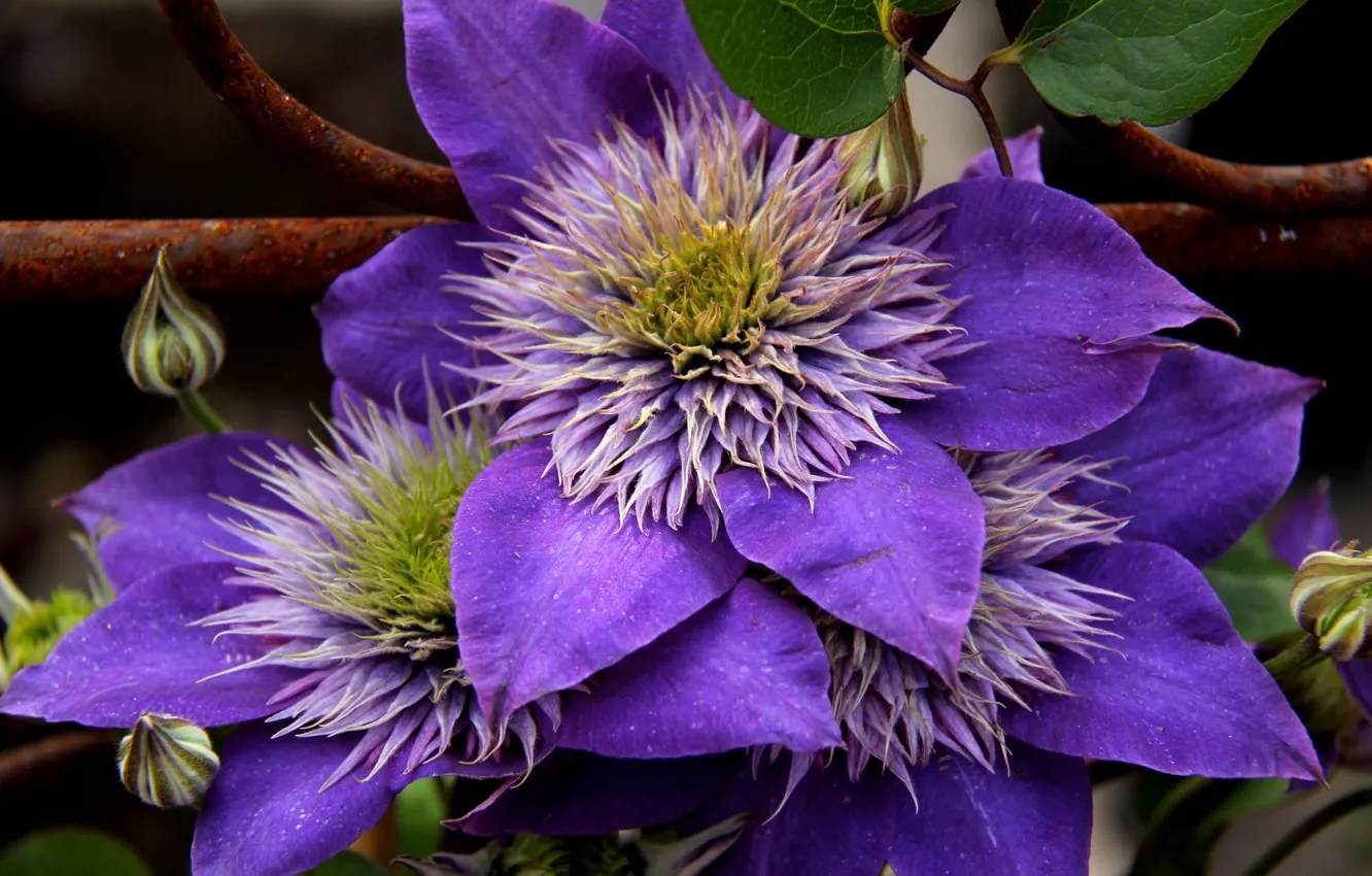 Photo wallpaper flowers, petals, flowering, clematis
