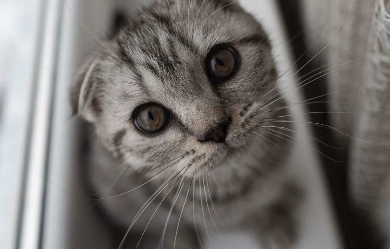 Photo wallpaper cat, cat, look, grey, fold, window, sill, kitty