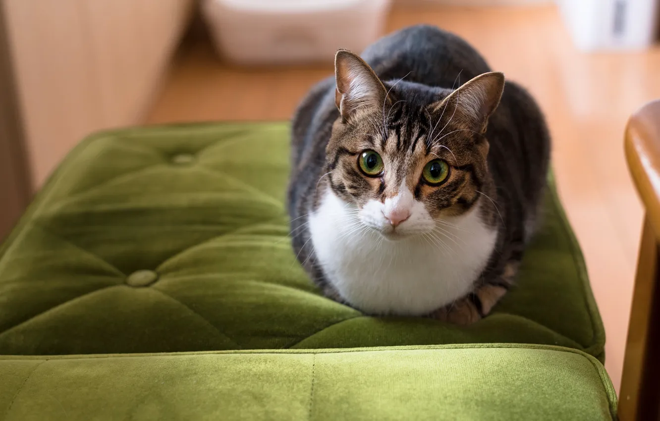 Photo wallpaper cat, eyes, cat, look, face, pose, green, background