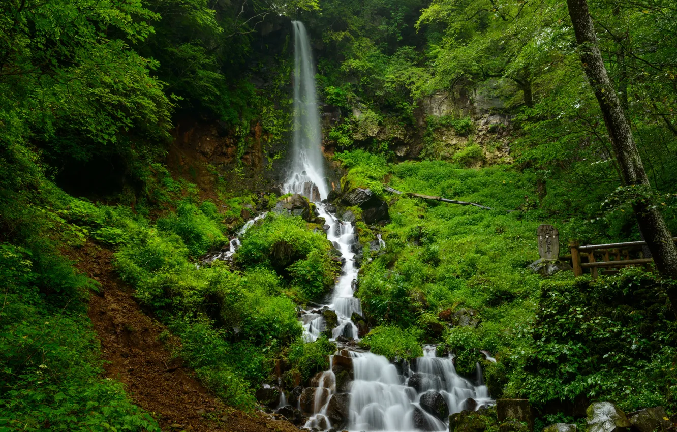 Photo wallpaper forest, trees, stream, stones, open, waterfall, cascade, the bushes