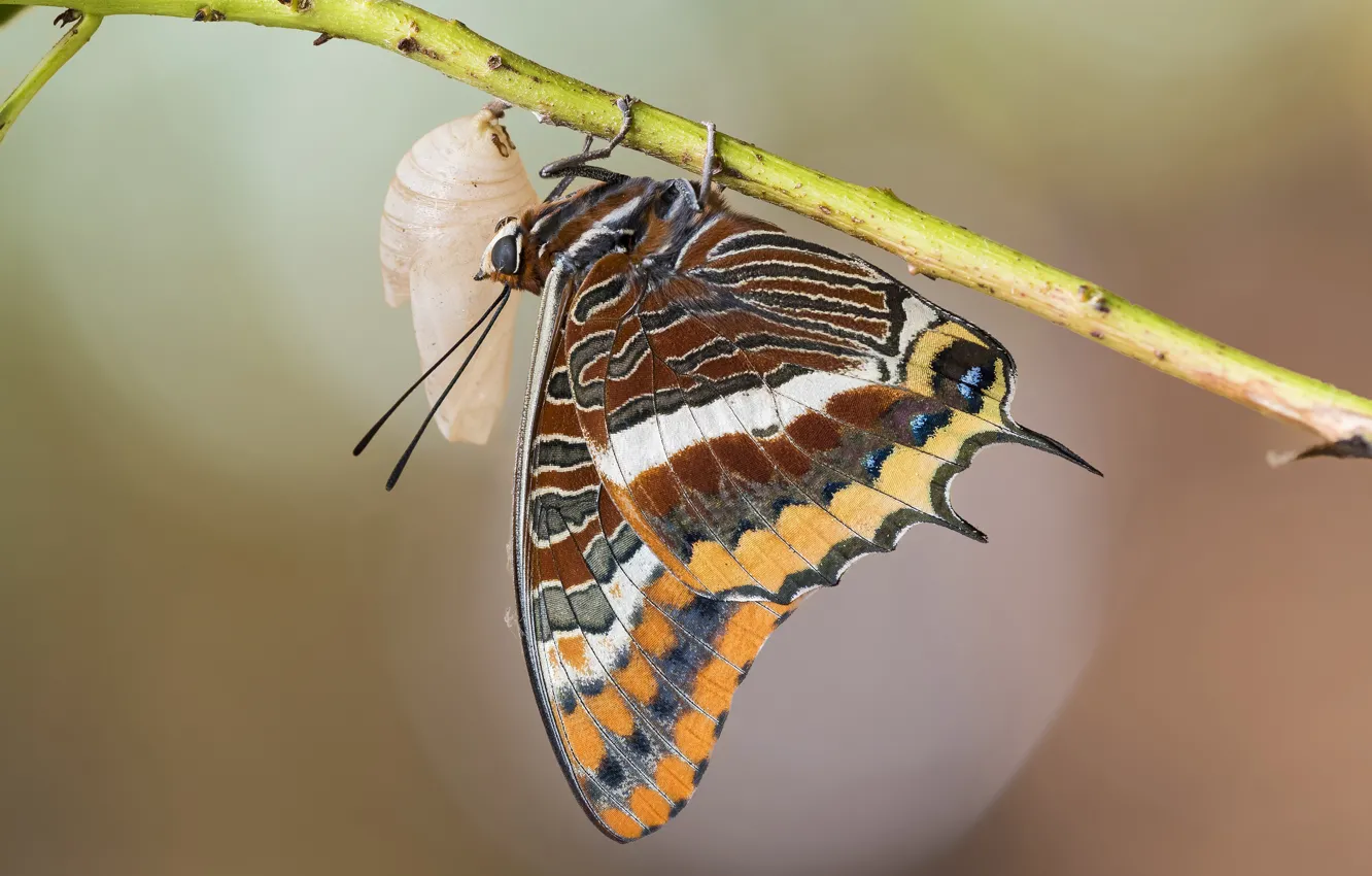 Photo wallpaper macro, branches, background, butterfly, doll