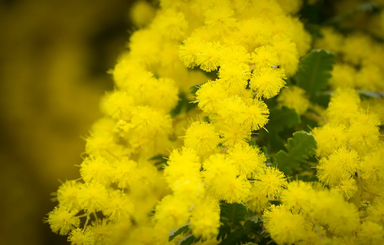 Photo wallpaper macro, yellow, Mimosa