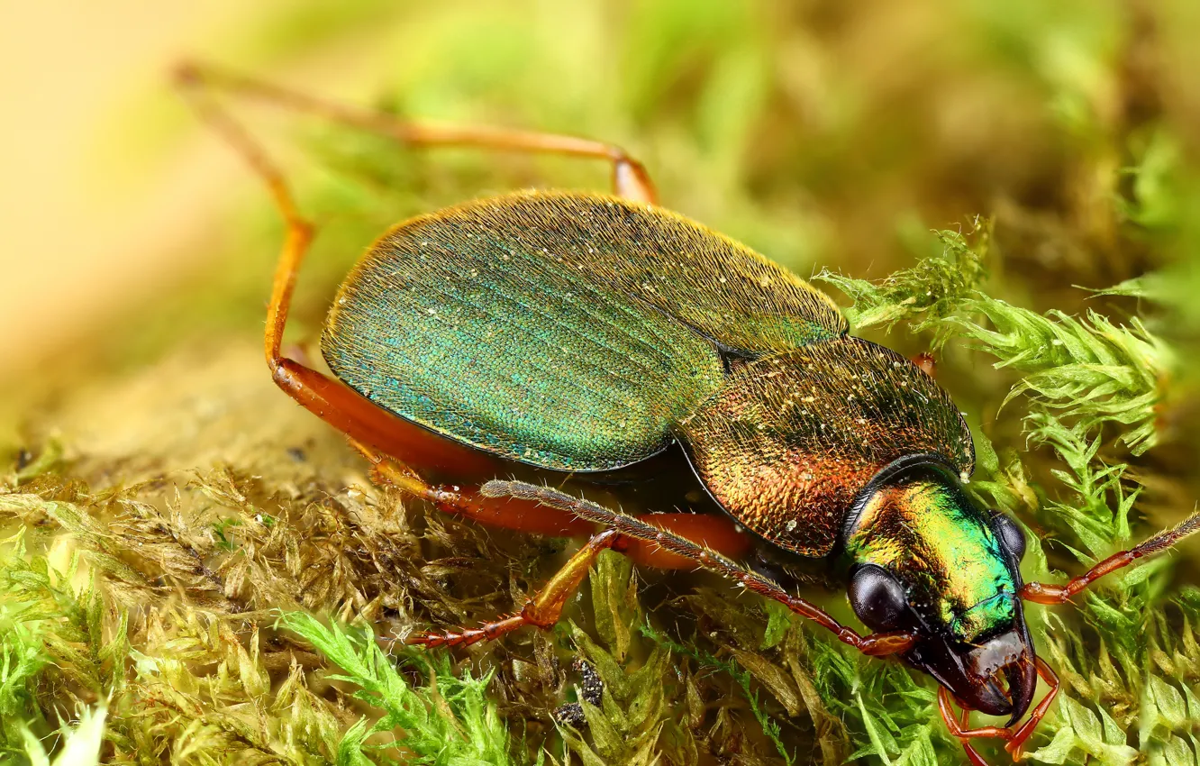 Photo wallpaper look, macro, green, background, moss, beetle, hairy, insect