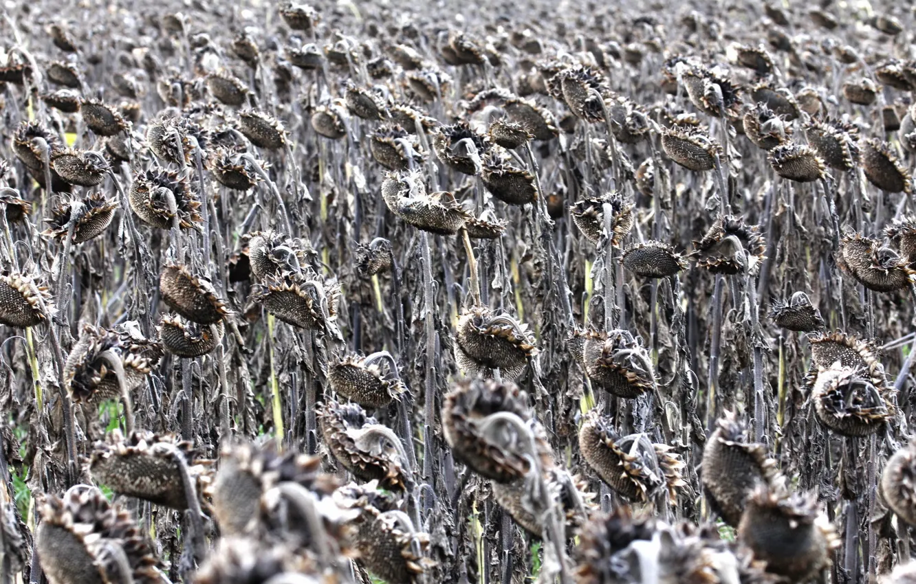 Photo wallpaper autumn, sunflowers, nature