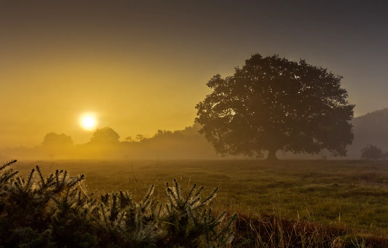 Photo wallpaper field, summer, trees, fog, dawn, morning