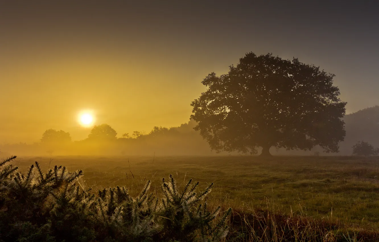 Photo wallpaper field, summer, fog, tree, dawn, morning