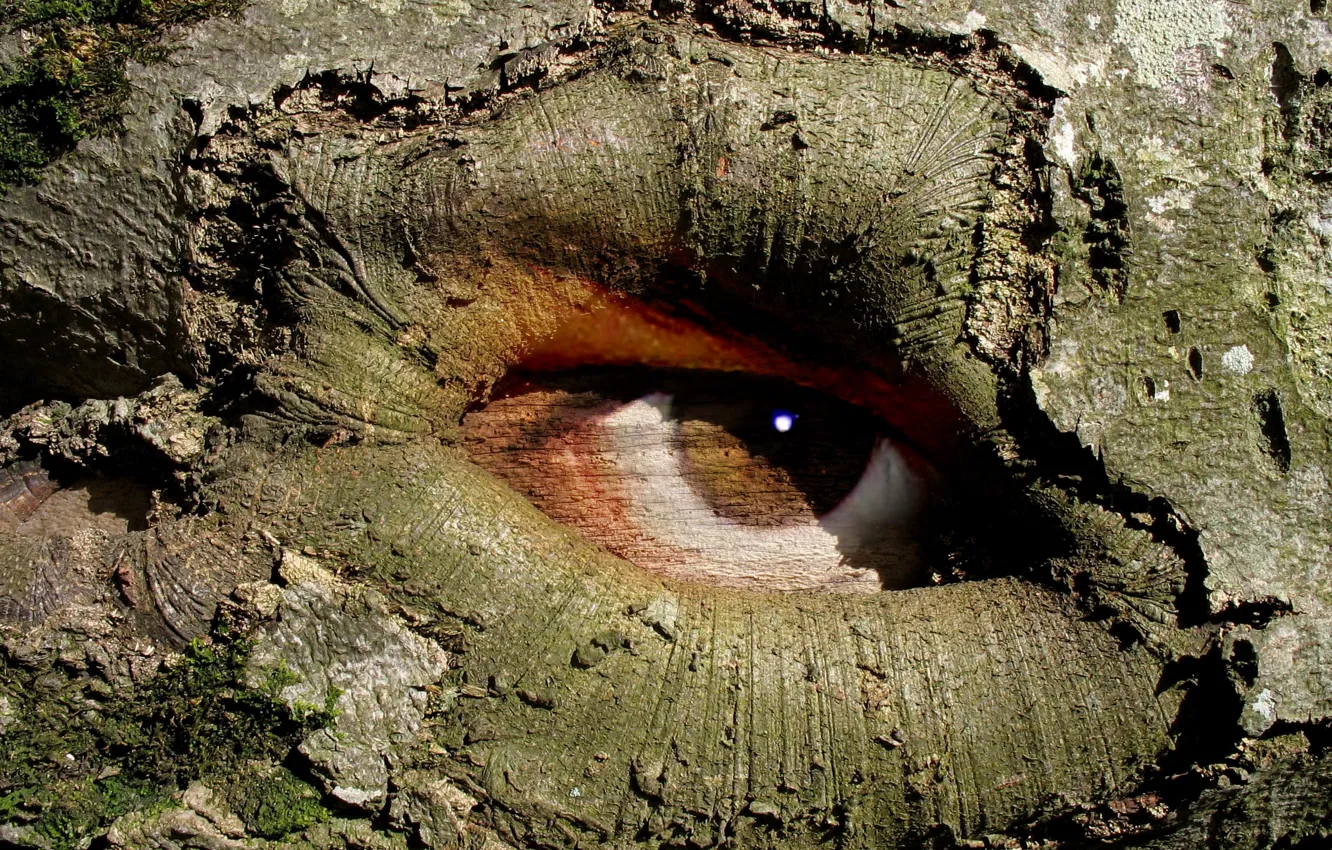 Photo wallpaper eyes, trees, nature, figure, bark