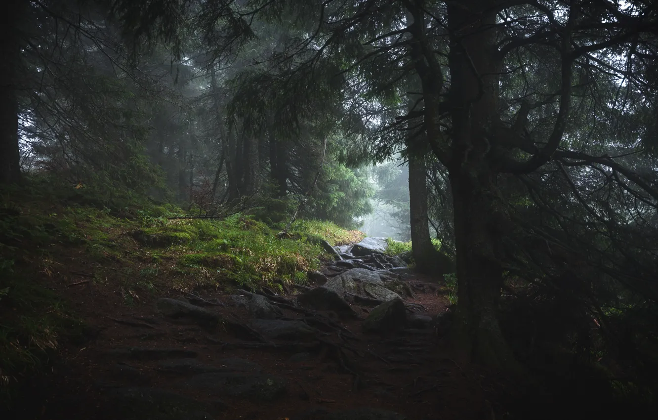 Photo wallpaper forest, trees, nature, fog, Damien Guiot