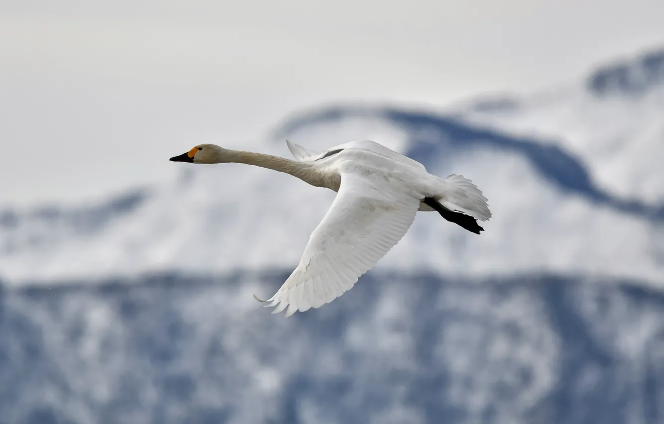 Photo wallpaper winter, white, snow, flight, mountains, bird, the slopes, Swan
