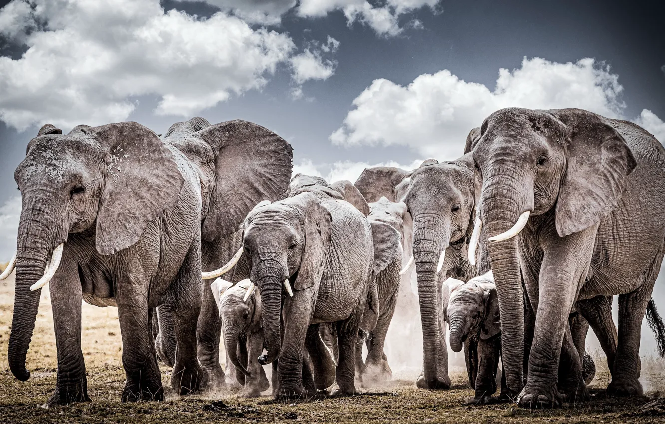 Photo wallpaper nature, elephant, Africa