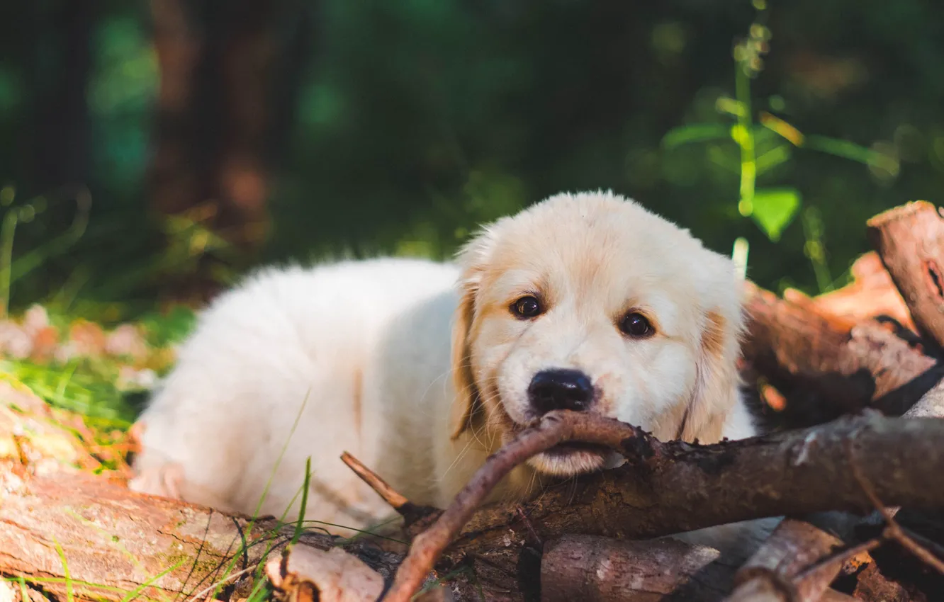 Photo wallpaper look, nature, pose, dog, face, Retriever