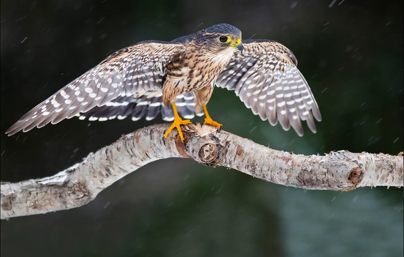 Photo wallpaper look, snow, trees, bird, wings, Falcon