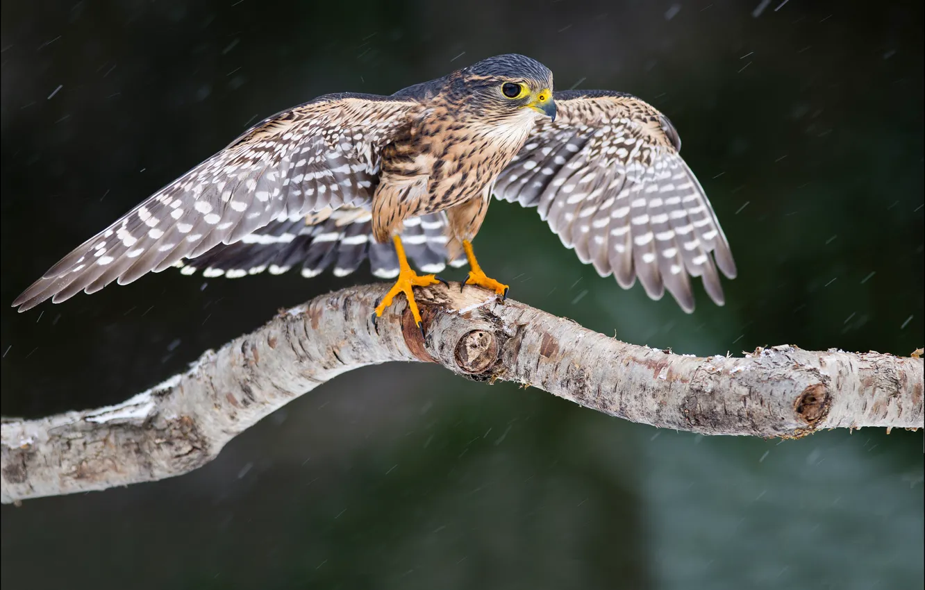 Photo wallpaper look, snow, tree, bird, wings, Falcon