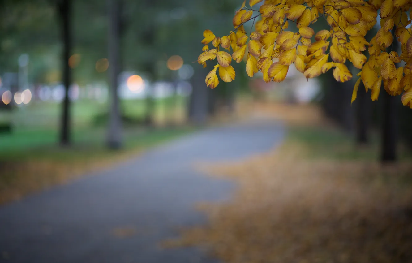 Photo wallpaper autumn, leaves, macro, the city, glare, Park, tree, the evening