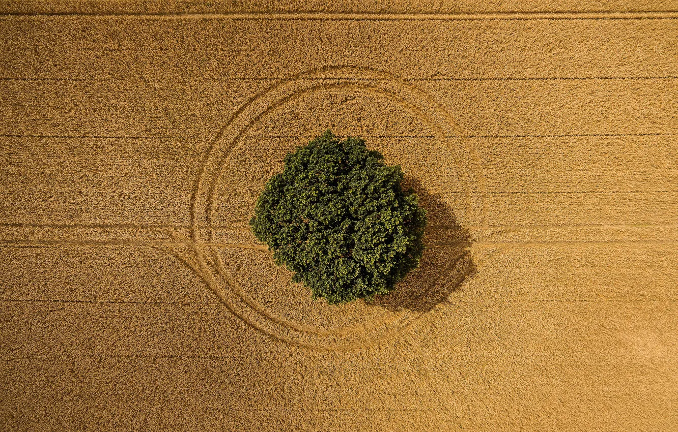 Photo wallpaper tree, harvest, symmetry, farmland