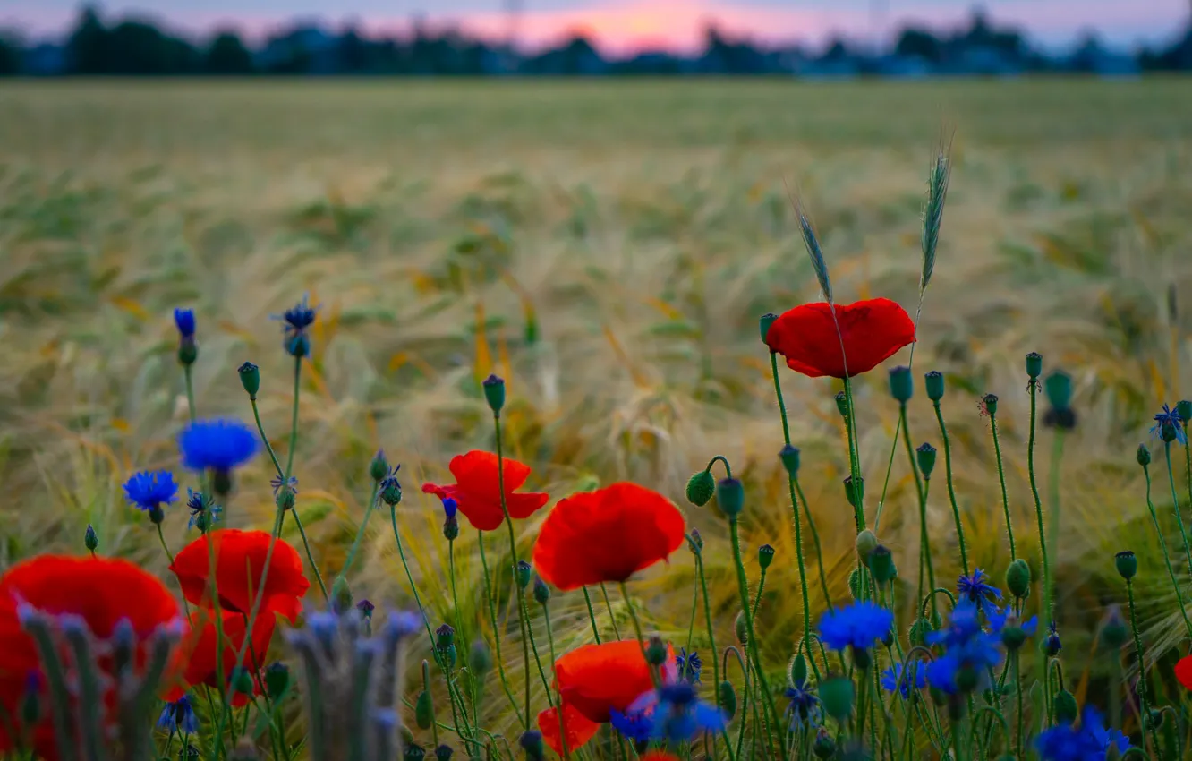 Photo wallpaper field, summer, flowers, blue, red, rye, Maki, meadow