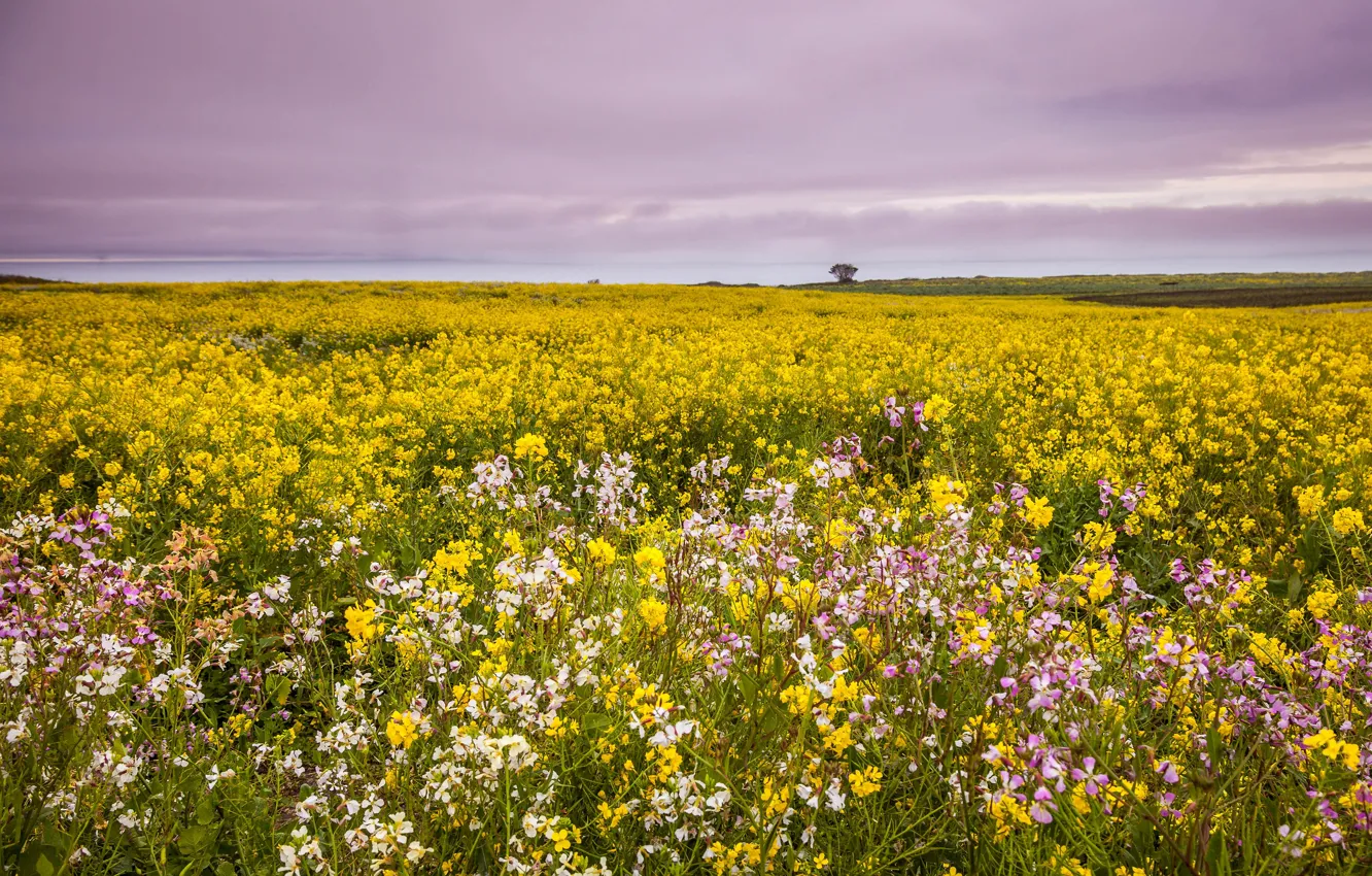 Photo wallpaper field, summer, the sky, clouds, flowers, yellow, meadow, rape