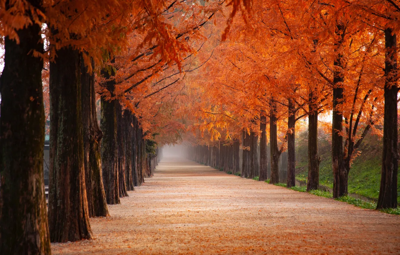 Photo wallpaper autumn, distant, alley, autumnal colors, autumnal, disappear, Distance