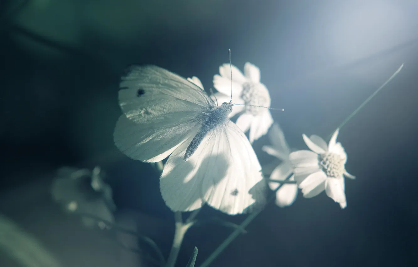 Photo wallpaper light, flowers, butterfly