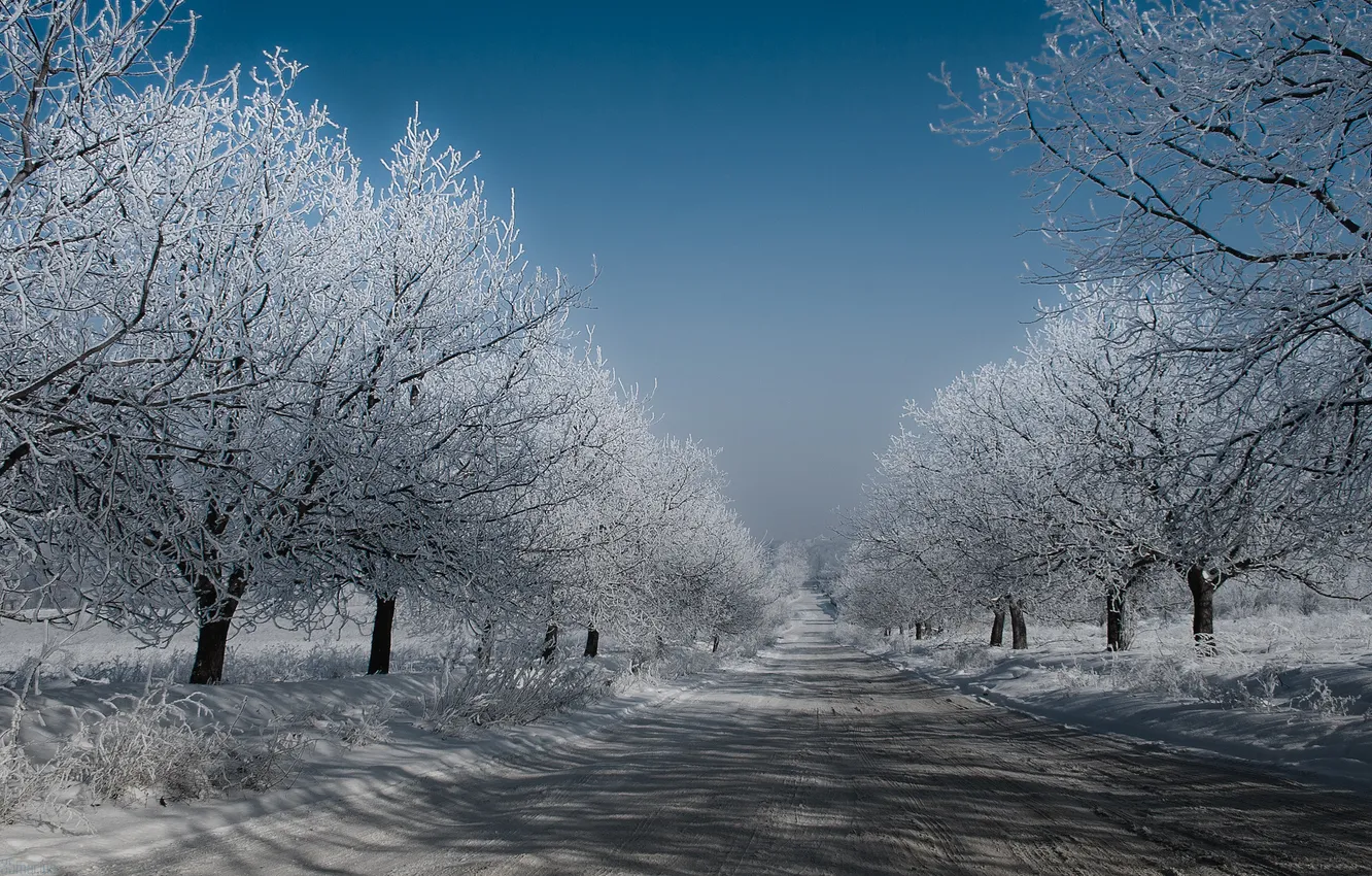Photo wallpaper winter, road, the sky, snow, trees, frost
