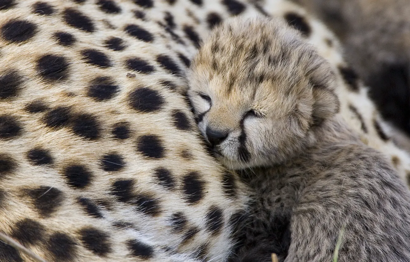 Photo wallpaper predator, Cheetah, cub, Cheetah