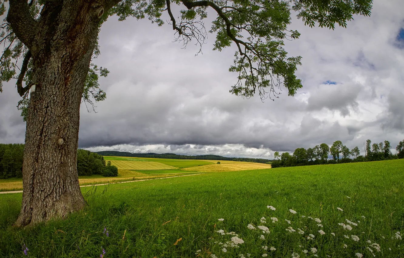 Photo wallpaper greens, field, forest, summer, the sky, grass, clouds, trees