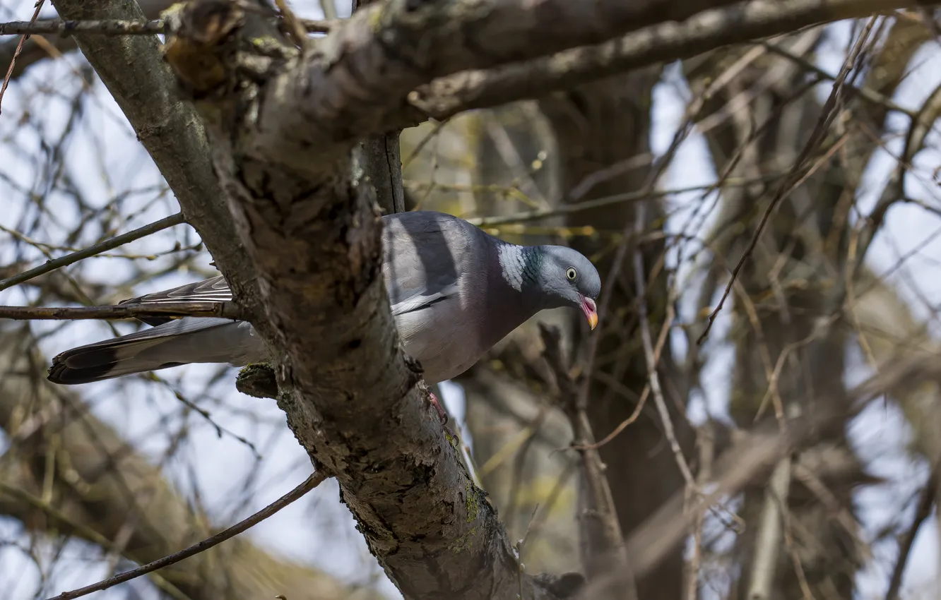 Photo wallpaper bird, looks, Wood pigeon, photohunt
